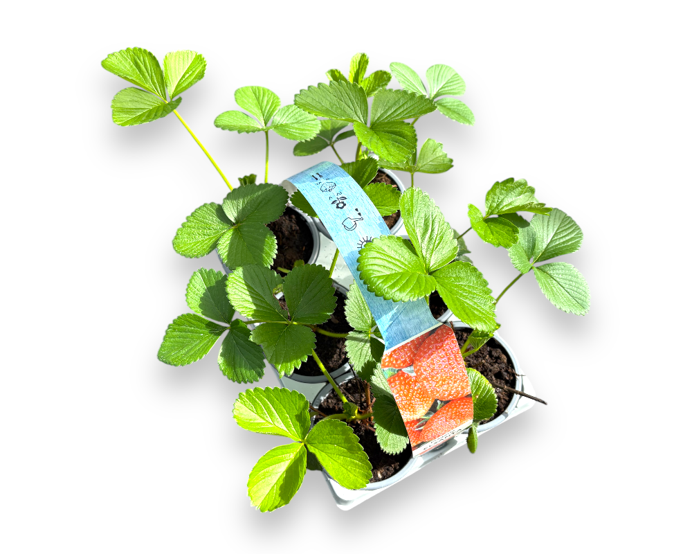 Jordbærplante Fragaria 'Senga Sengana' - Bakke med 6 stk.