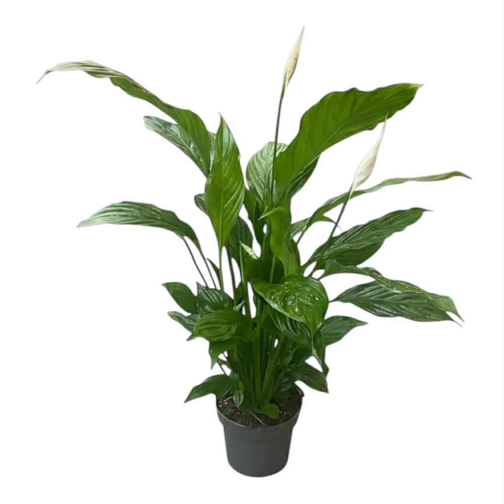 Fredslilje, Spathiphyllum 'Strauss' i 13 cm potte