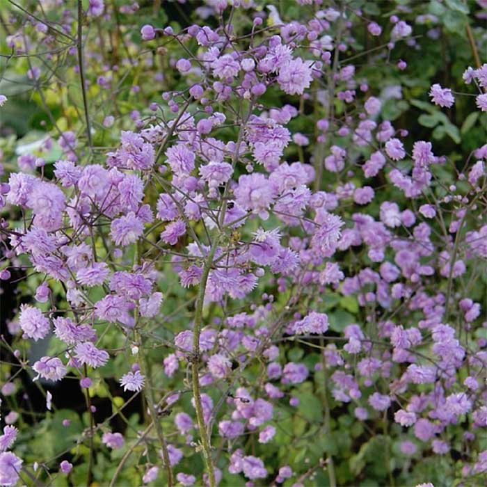 Frøstjerne, THALICTRUM delavayi 'Hewitts Double' - 1 L Potte