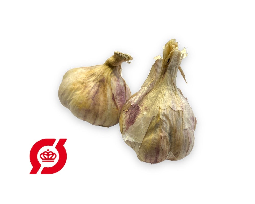 Økologisk hvidløg 'Germidour', passende til sætteløg.