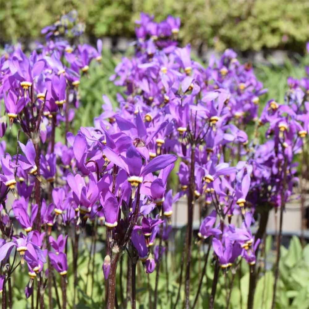 Gudeblomst, DODECATHEON meadia - 10 cm Potte