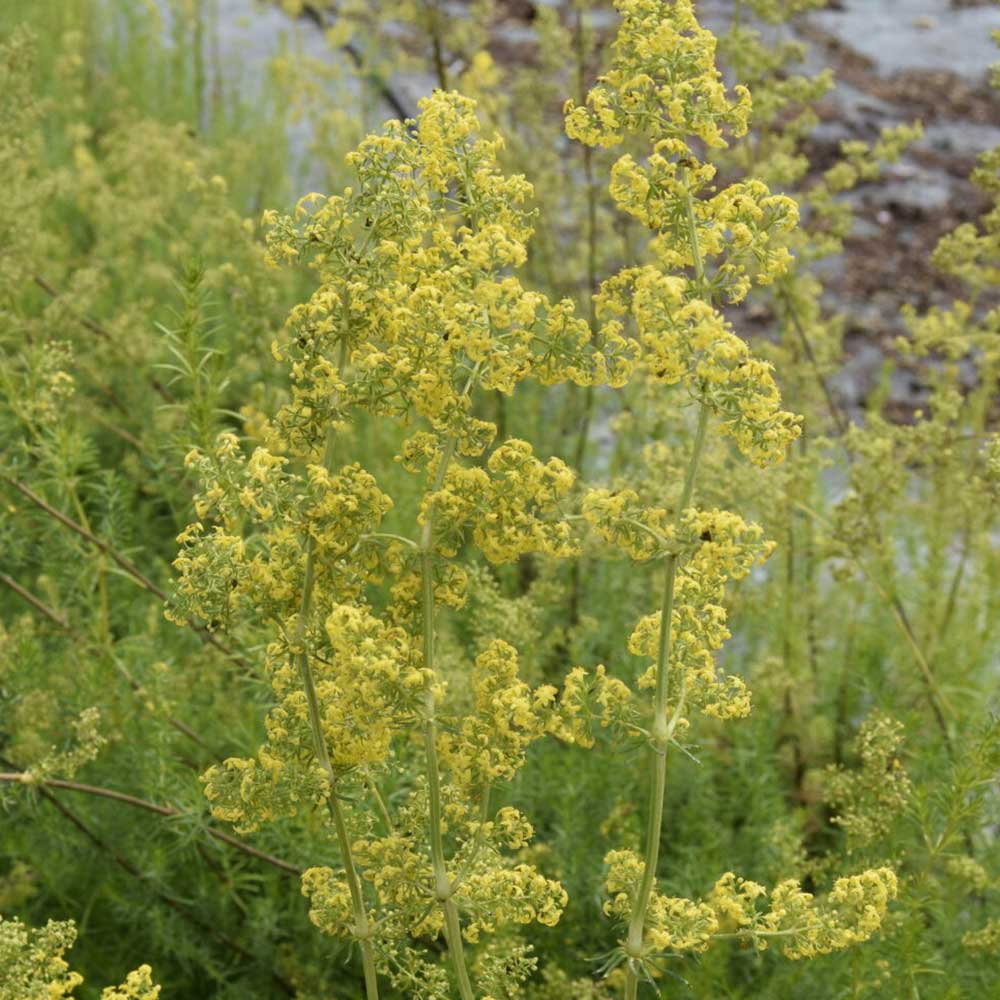 Gul snerre, GALIUM verum - 10 cm Potte