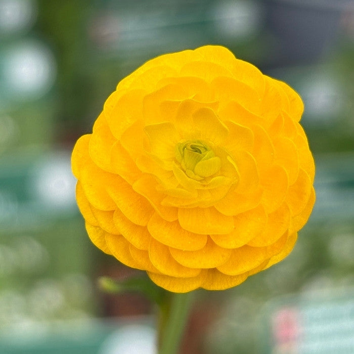 RANUNCULUS acris Multiplex 1 L Potte
