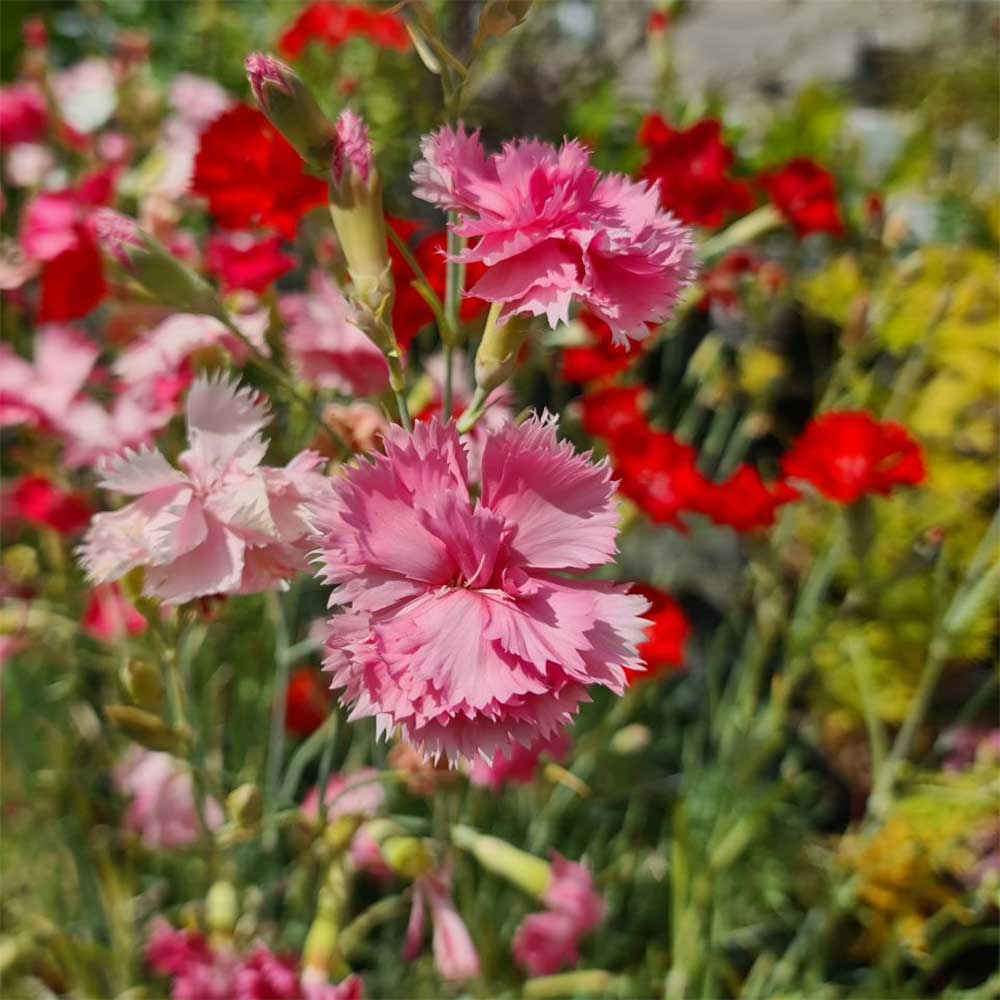 Havenellike, DIANTHUS caryophyllus Rosa - 10 cm Potte