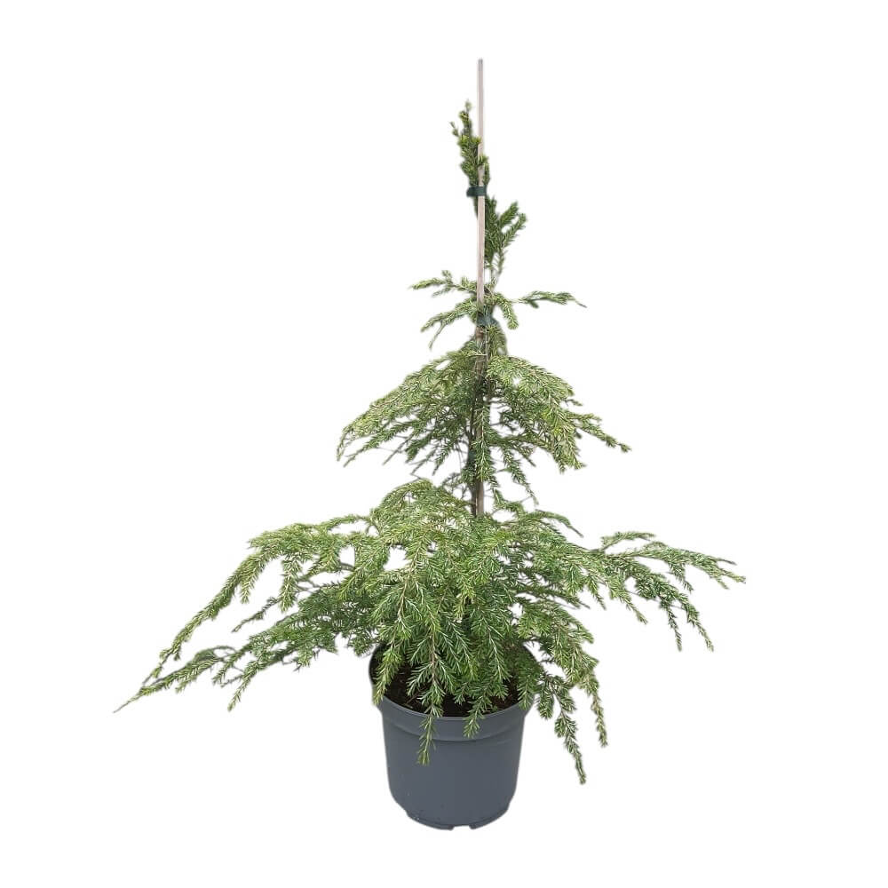 Hemlock Tsuga canadensis, H60-80cm - 5L potte