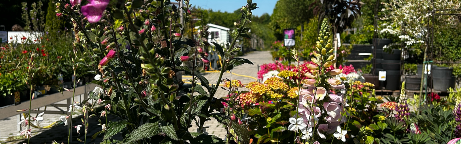 Hobby Haven - Aarhus´ hyggeligste planteskole og havecenter