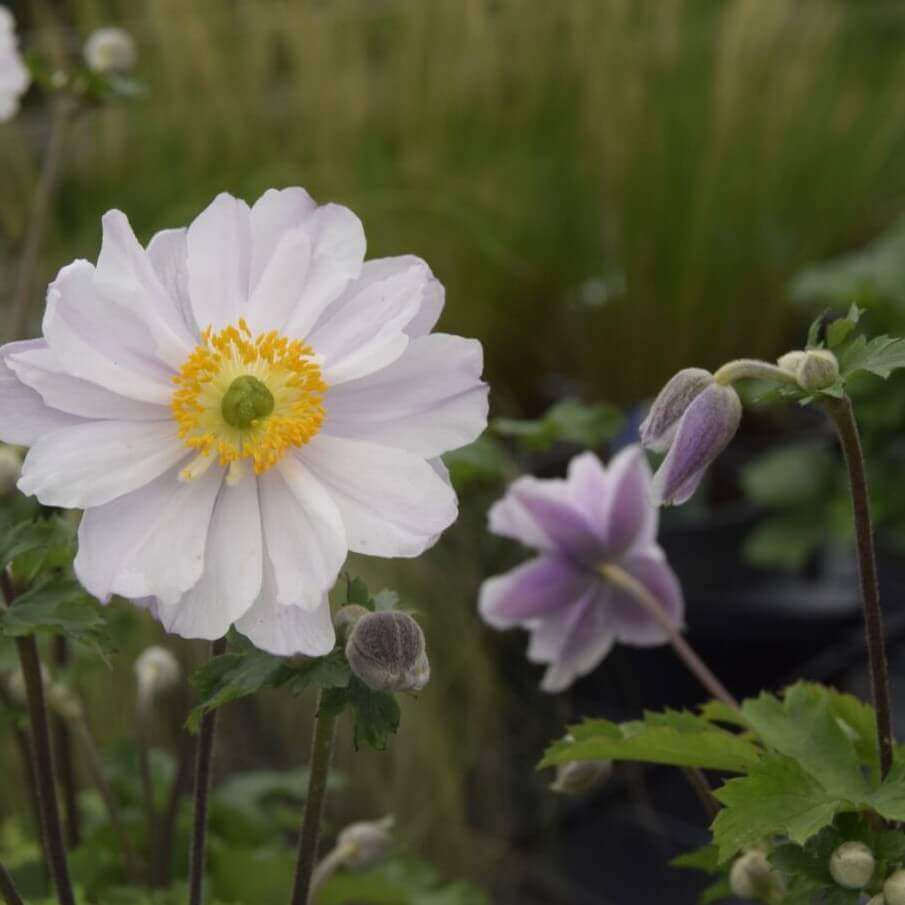 Høstanemone 'Ruffled Swan' i 1 L potte.