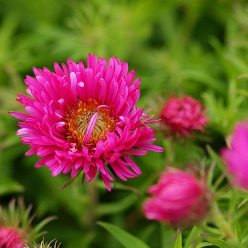Høstasters, Aster novae-angliae 'Alma Pötschke' - 1L Potte