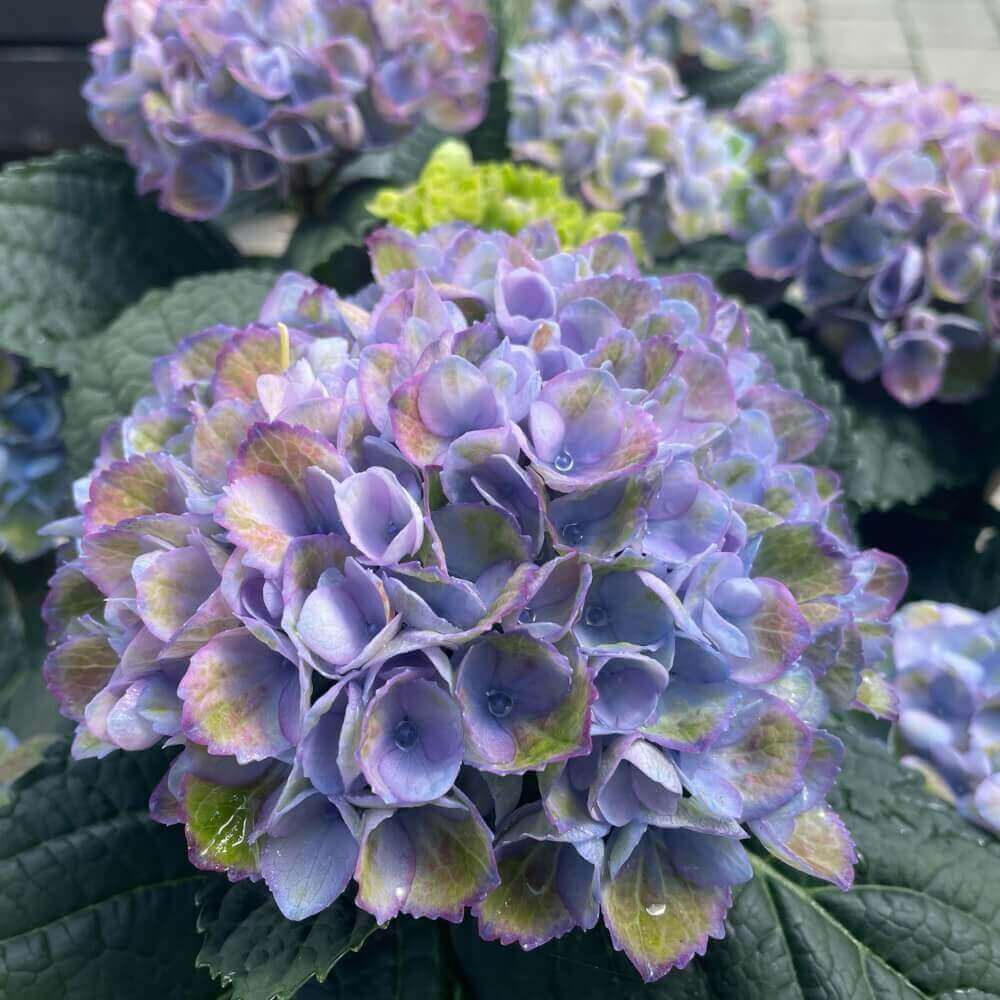 Hortensia, Hydrangea 'Magical' med blå blomster