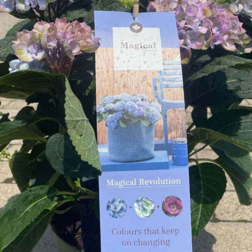 Hortensia, Hydrangea 'Magical' skiftende farver over en sæson
