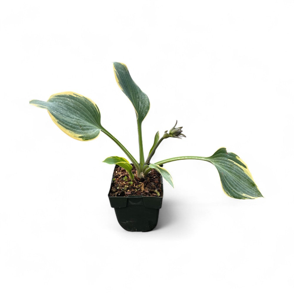 Hosta First Frost p11