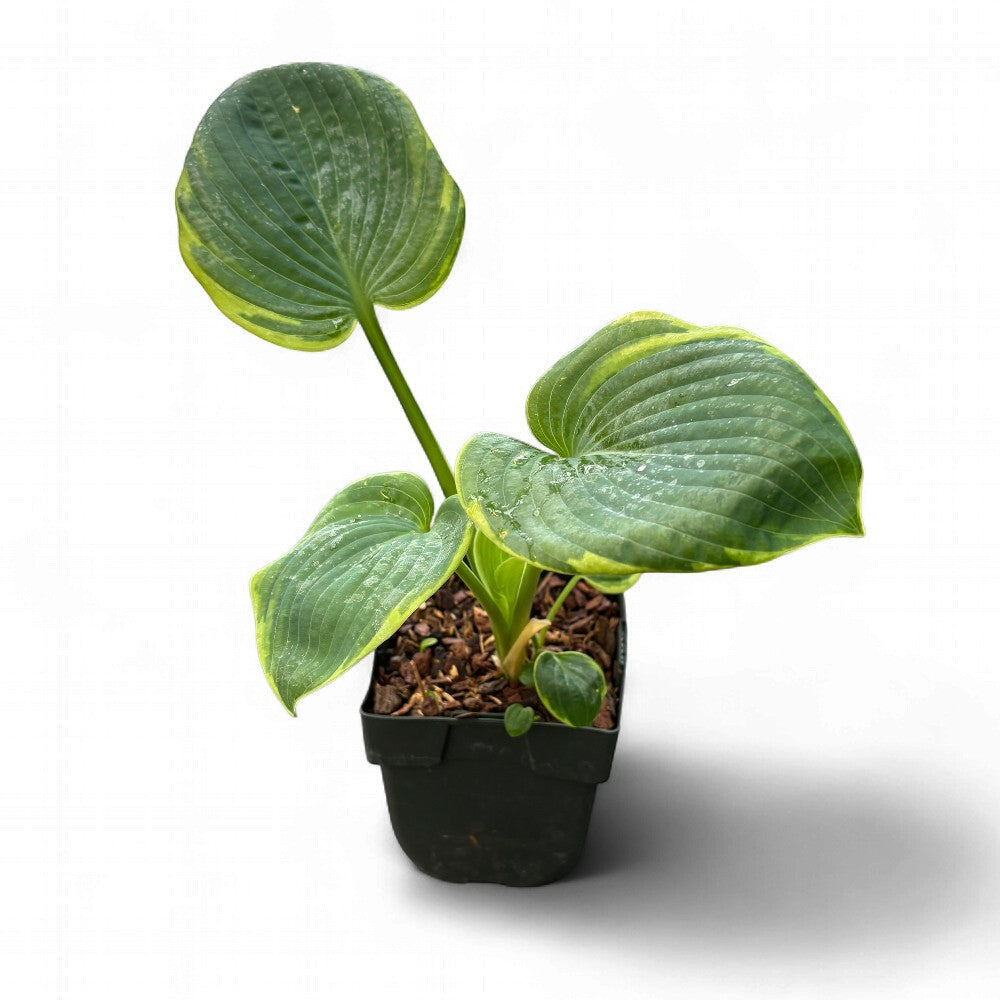 Hosta Sieb. Frances Williams i 11 cm potte.