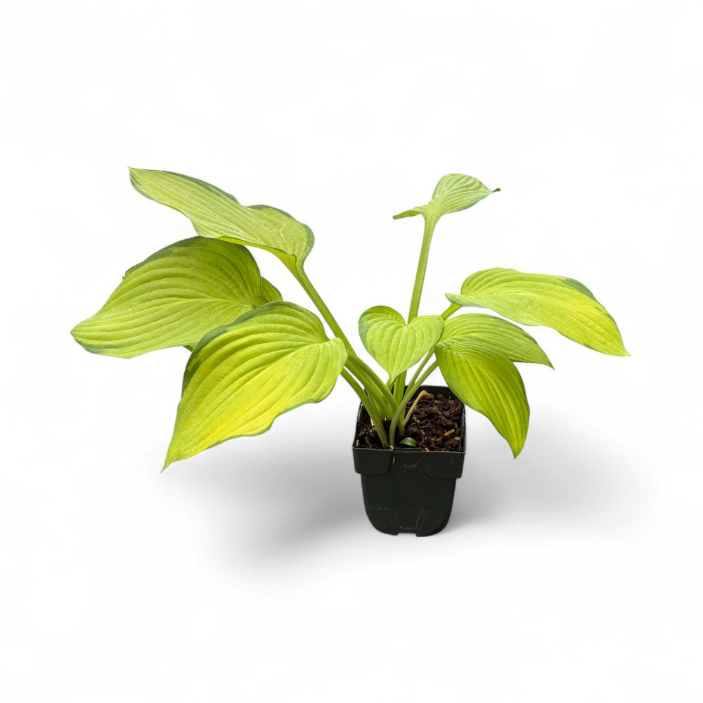 Hosta Gold Standard i 11 cm potte til haveplantning.