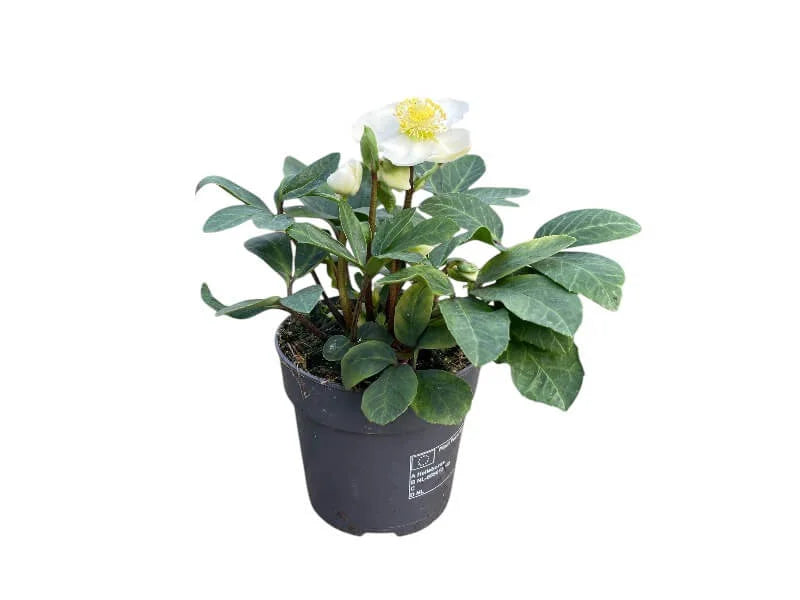 Helleborus Christmas Carol plante med blomster til pynt.