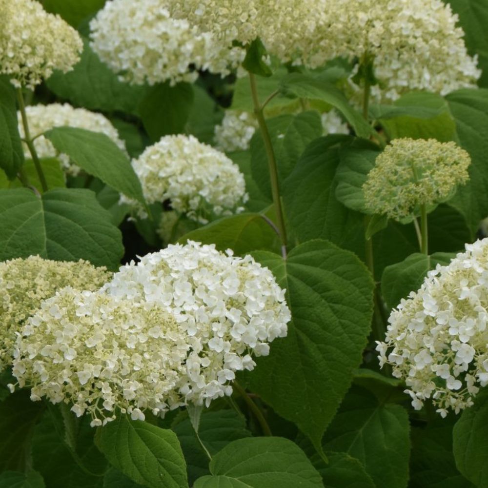 Hortensia, Hydrangea Arb. Annabelle 5 L Potte
