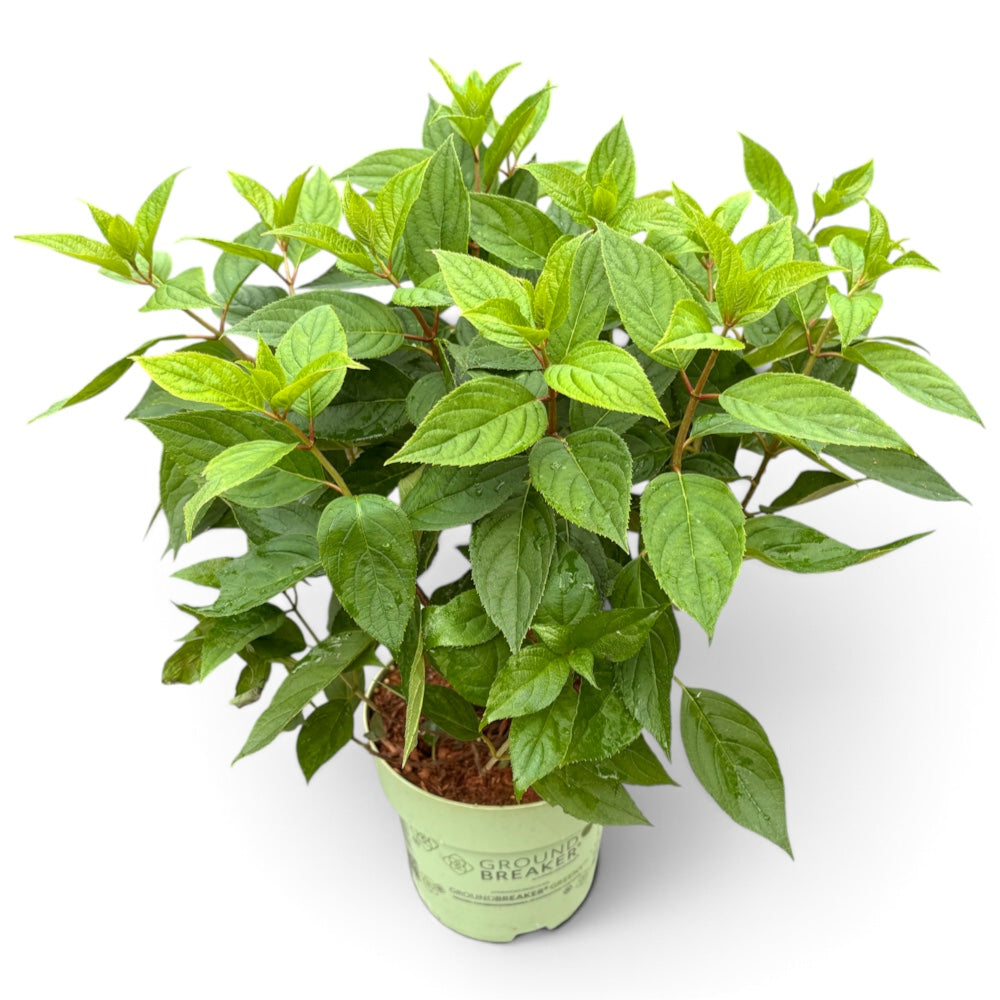 Syrenhortensia, Hydrangea paniculata Groundbreaker ´Greeny´ - 3l potte