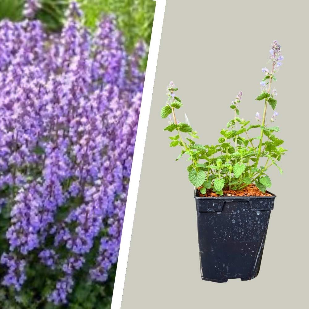 Blåkant, Katteurt, NEPETA faassenii 'Cat's Pajamas', 1 L potte.