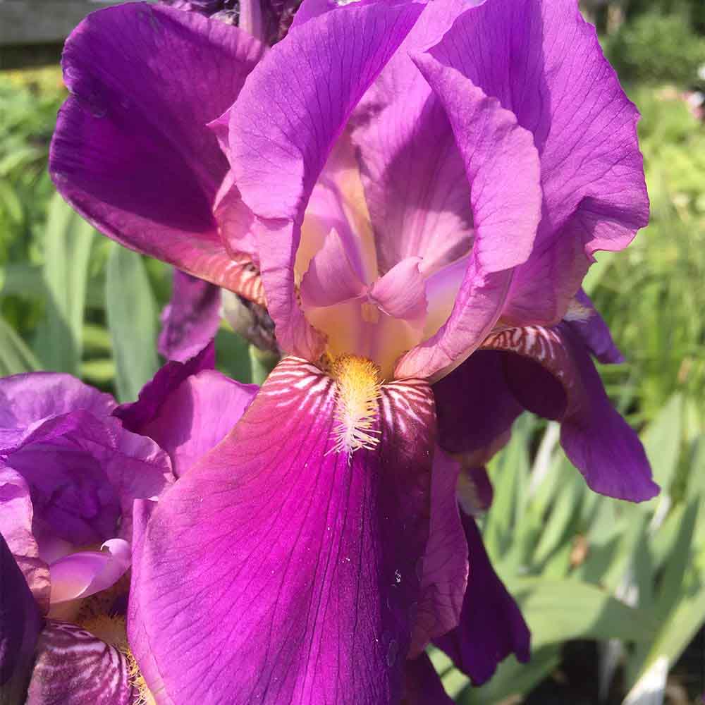 Iris, germanica 'Imperator' - 1 L Potte