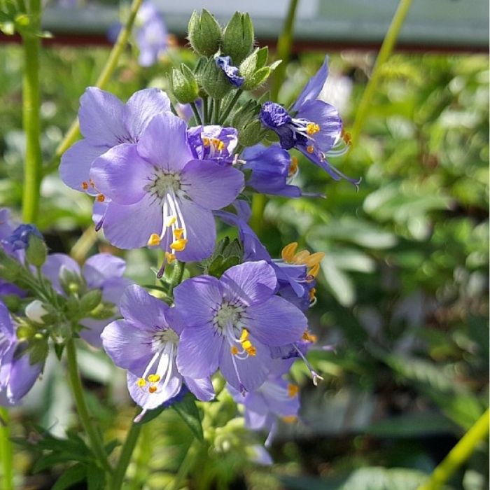 Jacobsstige, POLEMONIUM caeruleum - 1 L Potte