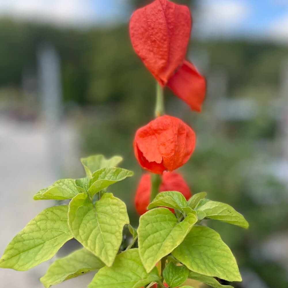 Japansk Lygte, PHYSALIS alkekengi var. franchetii 1 L Potte