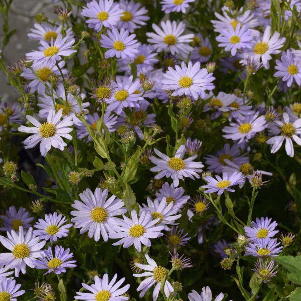 Japansk asters, KALIMERIS incisa 'Blue Star', i 1L potte.