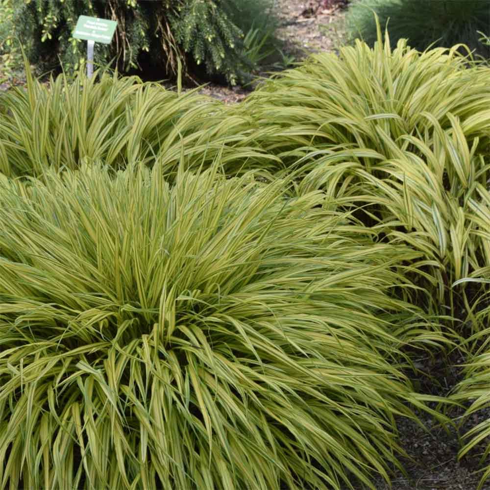 Japansk Skovgræs, Hakonegræs, HAKONECHLOA macra 'Aureola' - 1 L Potte