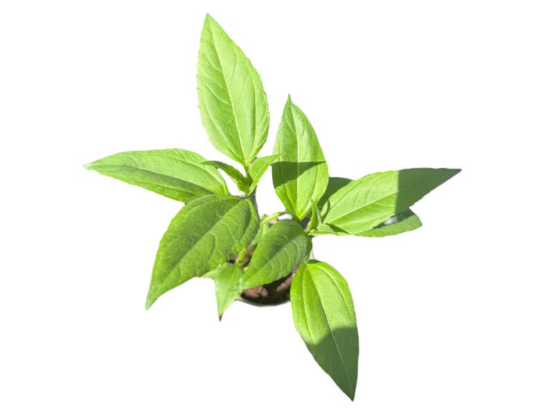 Jordskok, Helianthus tuberosus i 12 cm potte