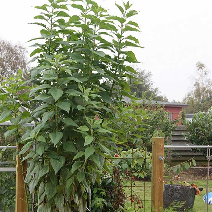 Jordskokker, HELIANTHUS tuberosus