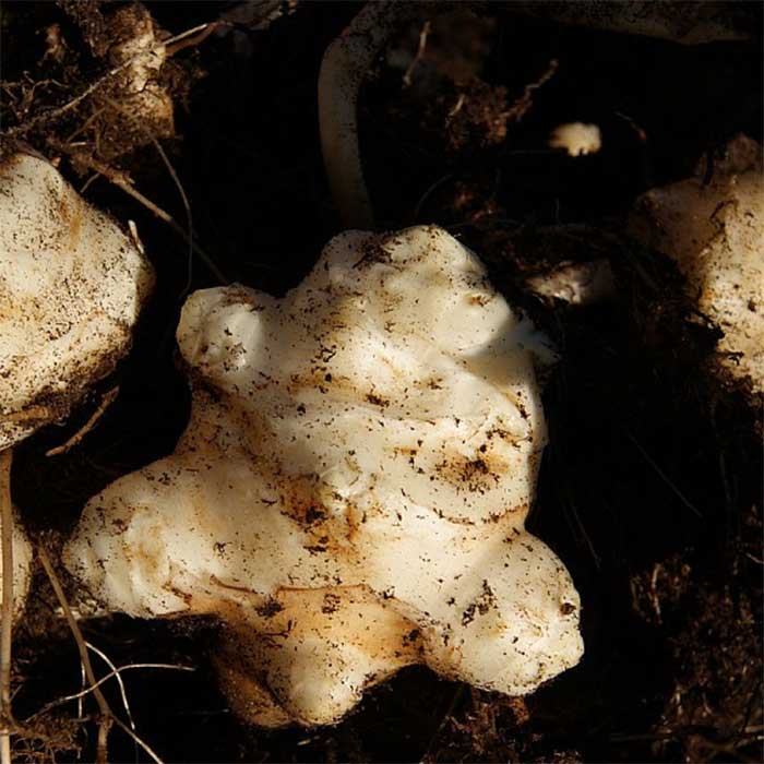 Jordskokker, HELIANTHUS tuberosus - 2 L Potte