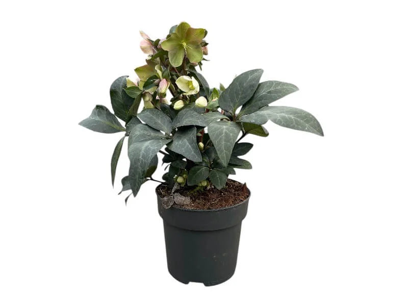 Julerose, Helleborus orientalis, potteplante størrelse P 17.