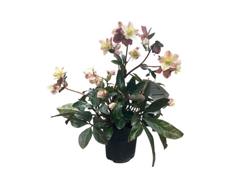 Julerose Helleborus X Ball, model Hgc Maestro P15