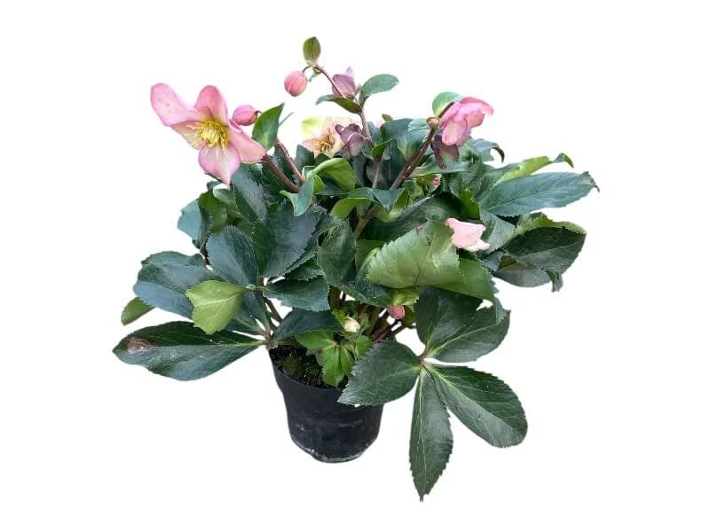 Julerose (Helleborus) – smuk juleblomst til indendørs dekoration.