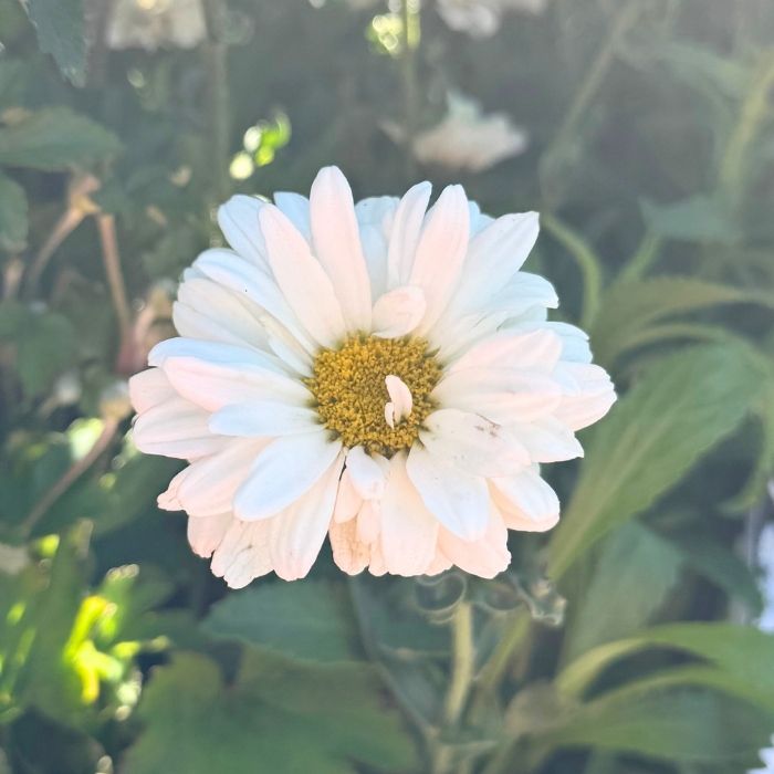 Kæmpemargerit, Leucanthemum 'Victoria Secret' - 13 cm potte