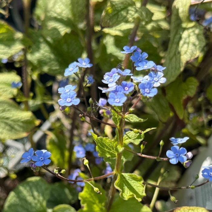 Kærmindesøster, Brunnera Alexander's Great - 17 cm potte