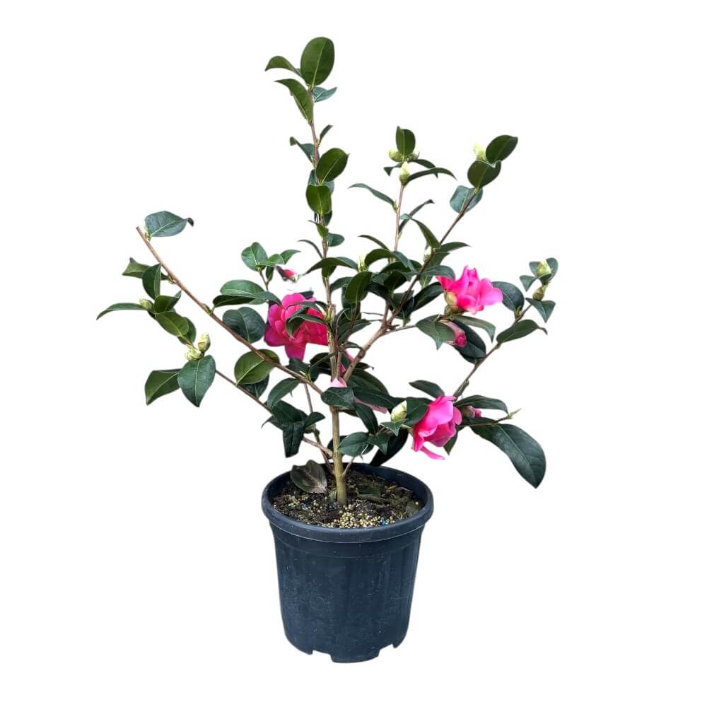 Kamelia, Camellia jap Anticipation - 4,5L potte