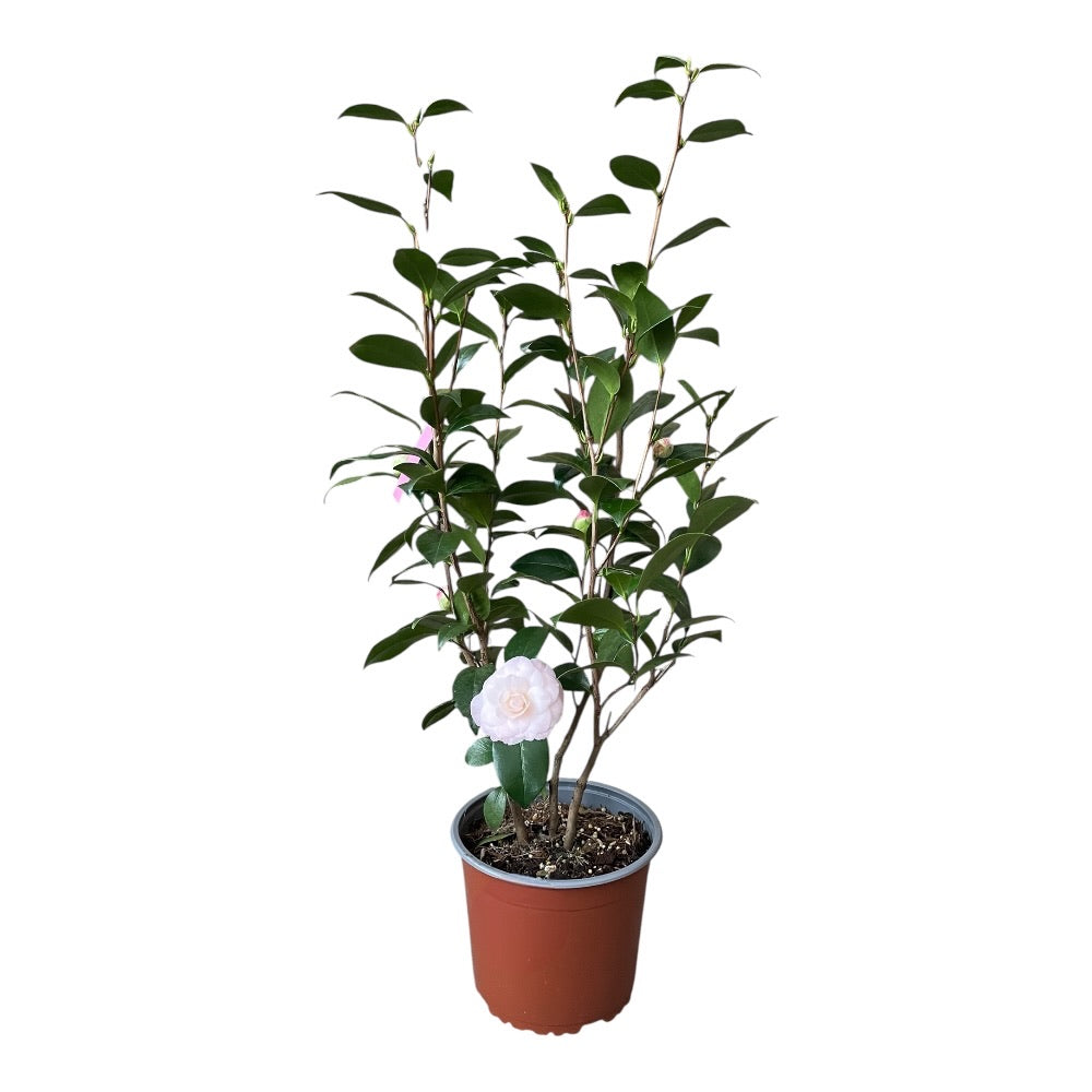 Kamelia, Camellia jap Nuccio's Pearl
