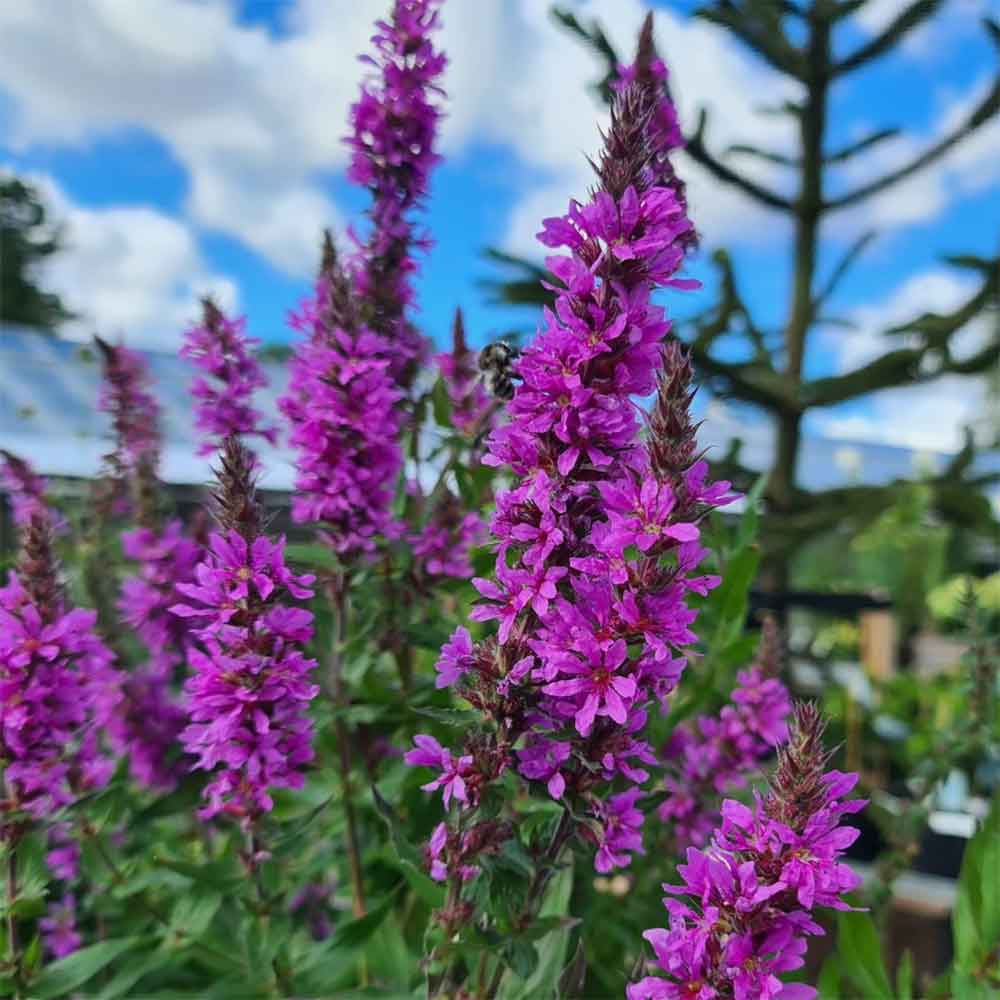 Kattehale, LYTHRUM salicaria - 1 L Potte