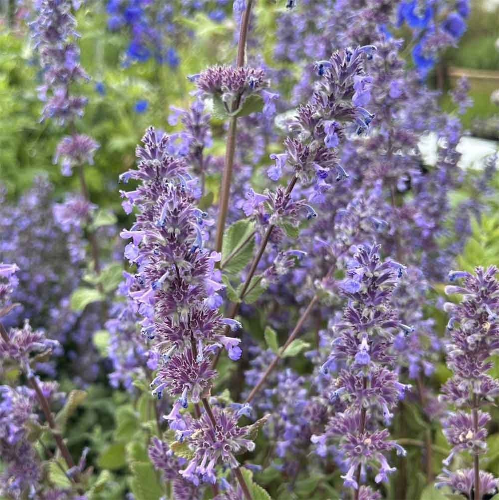 Katteurt, NEPETA grandiflora 'Summer Magic' 1 L Potte