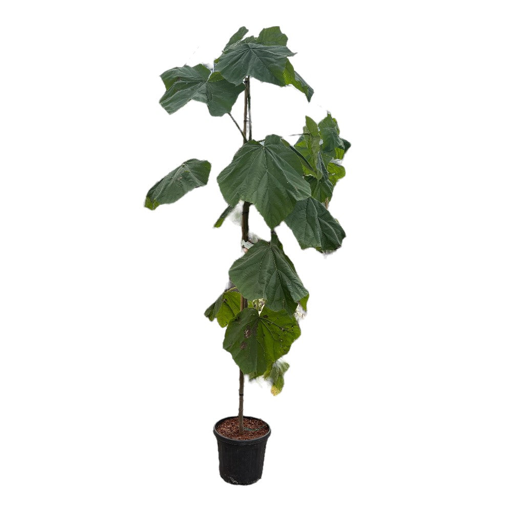 Kejsertræ, Paulownia tomentosa 200-250 cm stramme 18 cm potte