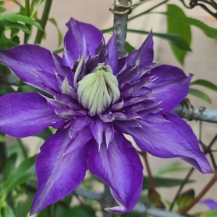 Klematis, Clematis ´Multi Blue´