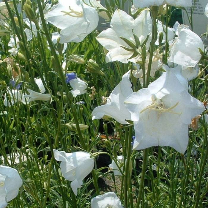 Klokkeblomst, CAMPANULA persicifolia Alba - 1 L Potte