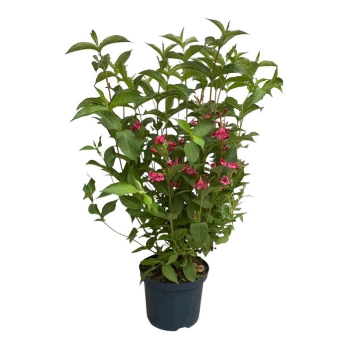 Klokkebusk, Weigela hyb. 'Bristol Ruby' - 5l potte