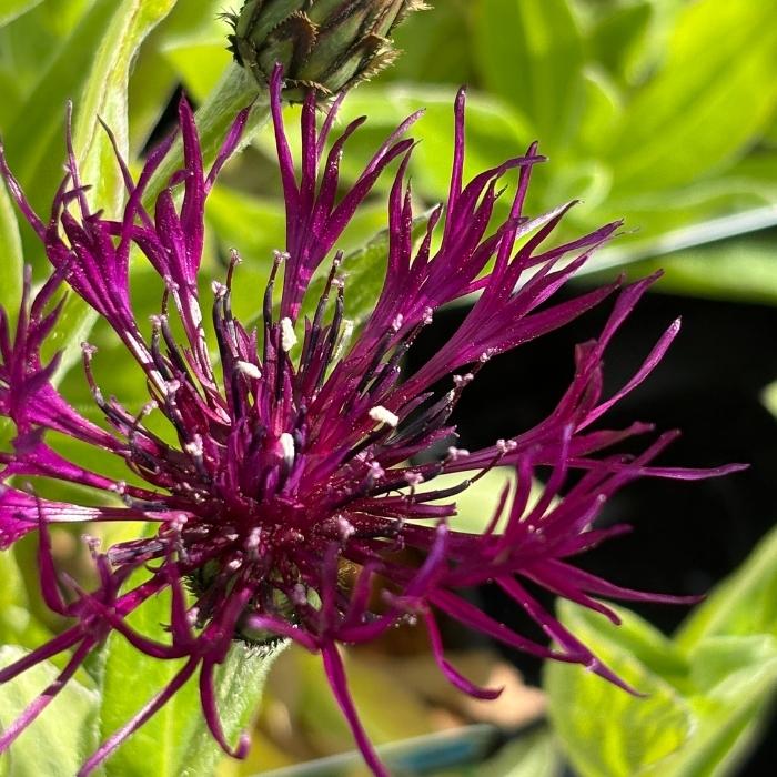 Knopurt, Centaurea montana 'Amethyst Dream'