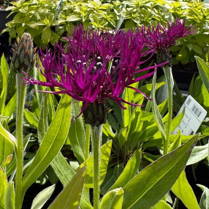 Knopurt, Centaurea montana 'Amethyst Dream'