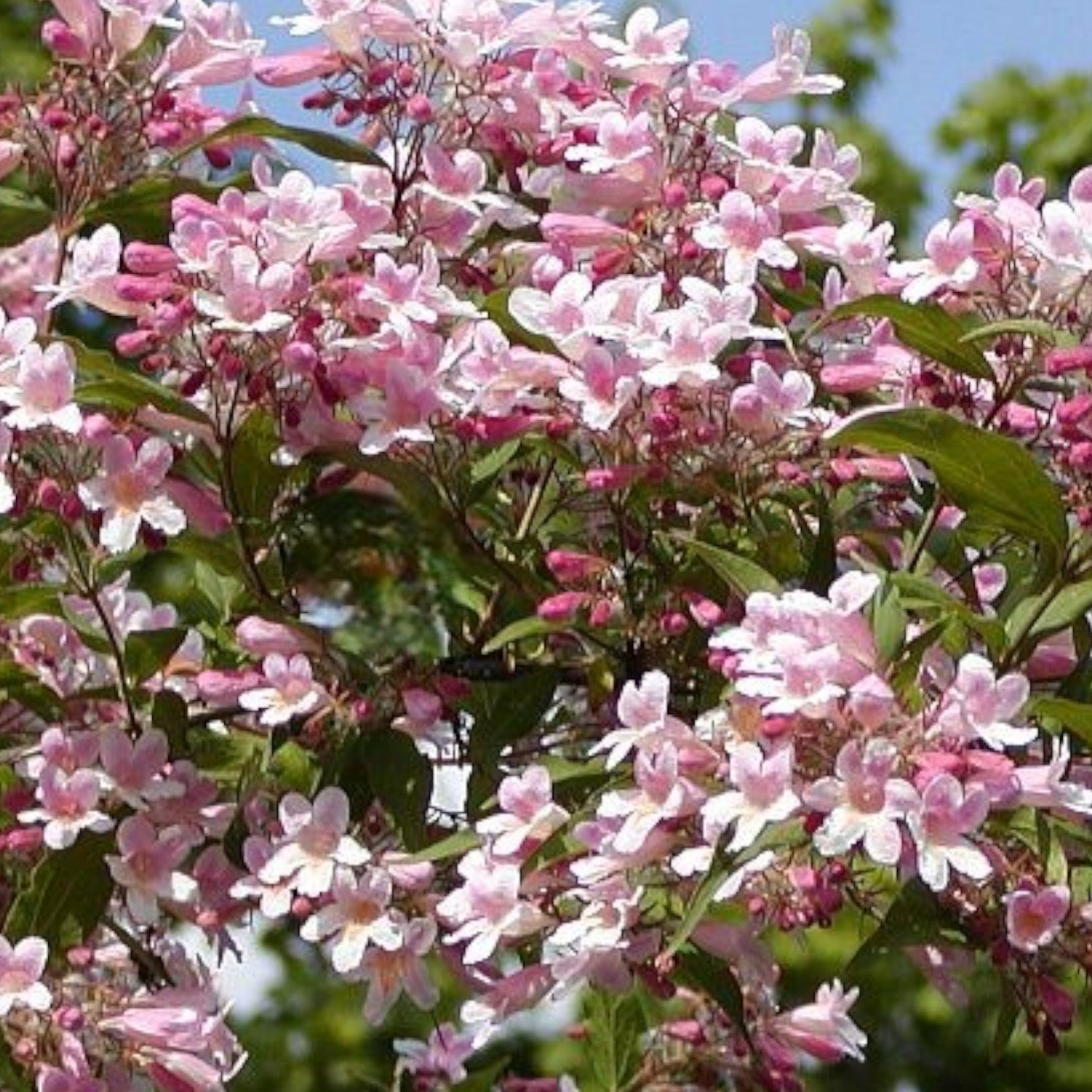 Kolkwitzia Pink Cloud 5 L Potte