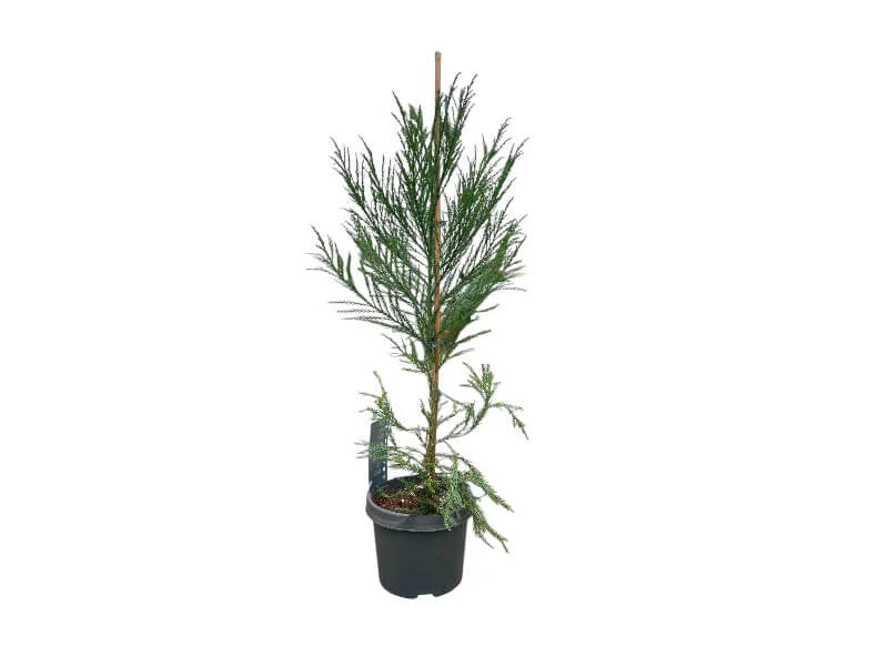 Cedertræ Cryptomeria J. 'Kitayama' i størrelse C5 80-100 cm.