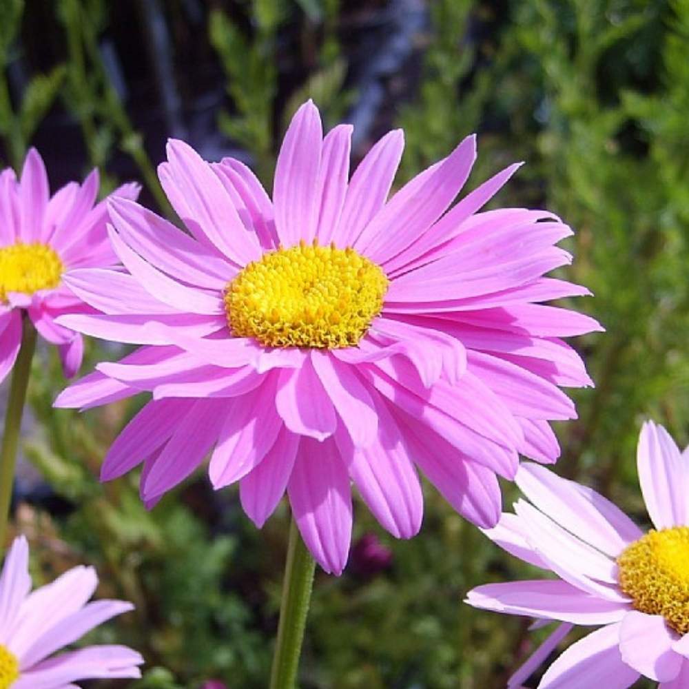Krysanthemum, TANACETUM c. Robinsons Rosa - 1 L Potte