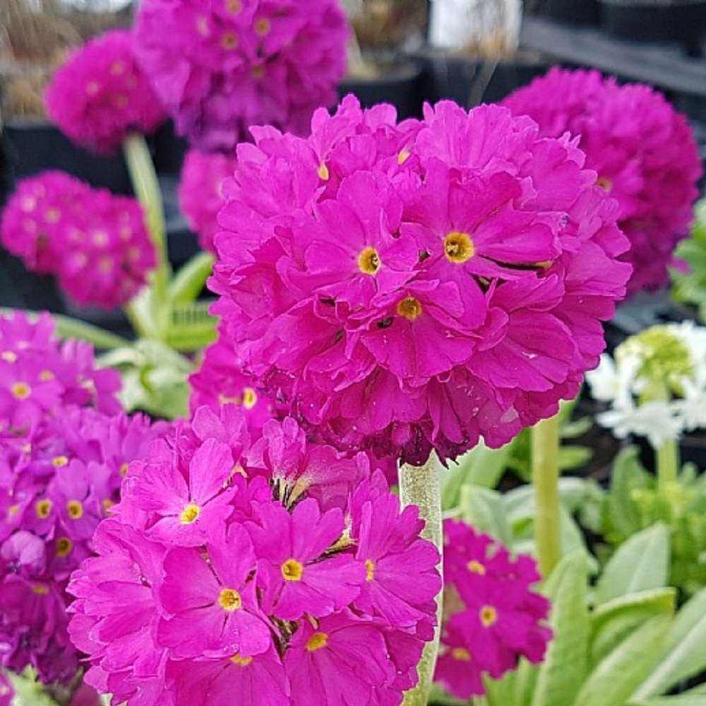 Kugleprimula, PRIMULA denticulata Rubin - 1 L Potte