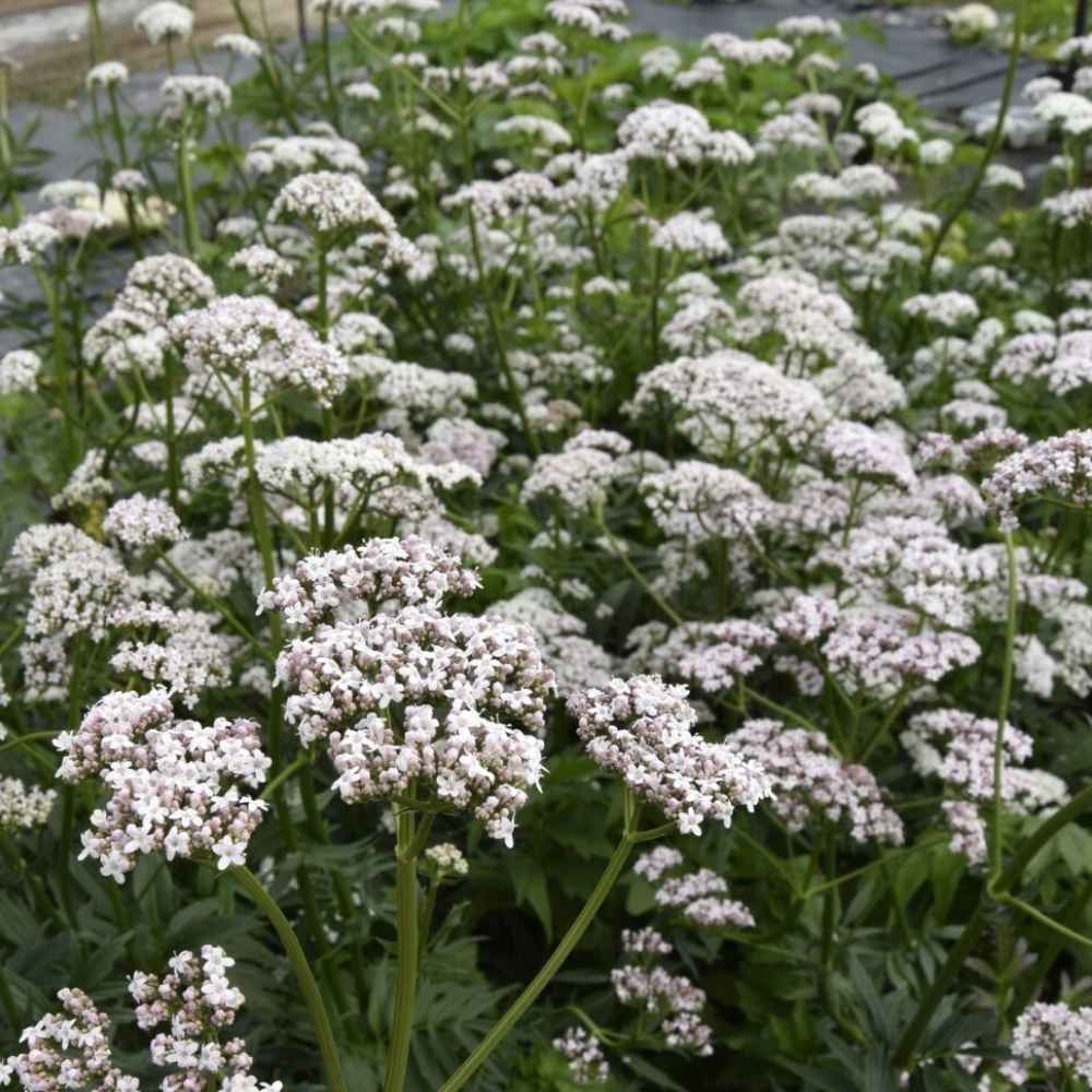 Lægebaldrian, VALERIANA officinalis - 1 L Potte