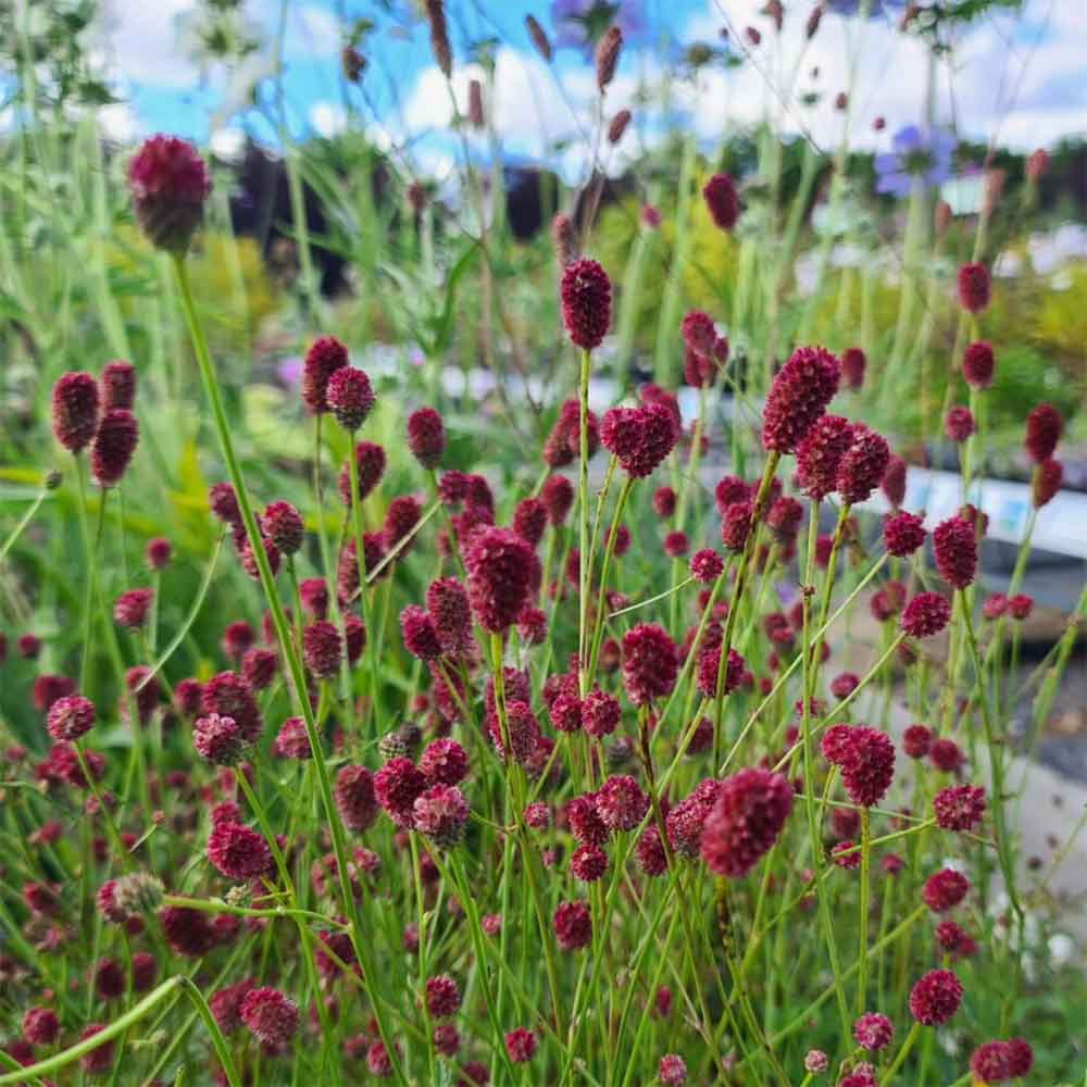 Lægekvæsurt, SANGUISORBA officinalis 'Tanna' - 1 L Potte